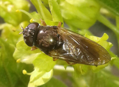 Syrphidae : Cheilosia sp. 1?